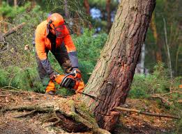 Best Seasonal Cleanup  in Fort Worth, TX